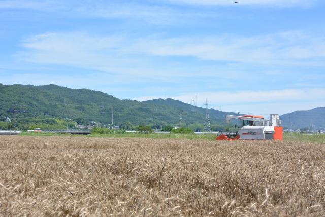 小麦の画像1