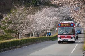 桜が咲く道をバスが走行している写真
