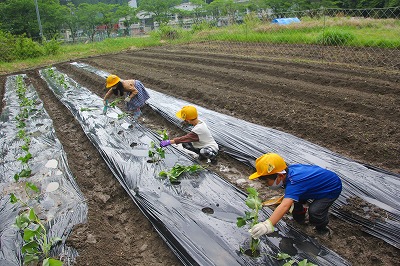 21年05月18日・19日　さつまいもの苗の植え付けの画像1