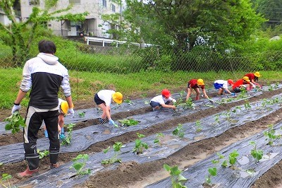 21年05月18日・19日　さつまいもの苗の植え付けの画像2