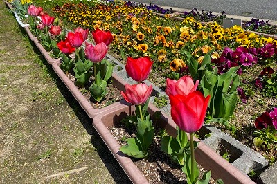 21年04月01日　春がやってきたの画像1