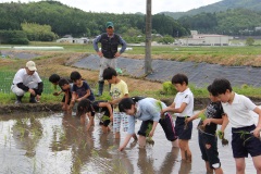 3年田植え体験（5月28日）の画像2