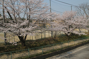 校庭東側走路周辺の画像2