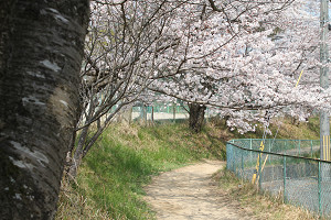 校庭東側走路周辺の画像3