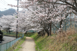 校庭東側走路周辺の画像4