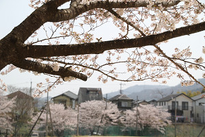 校庭東側走路周辺の画像6