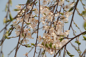 滝桜（双輝）の画像1