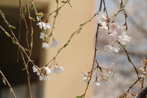 滝桜（双輝）の画像3