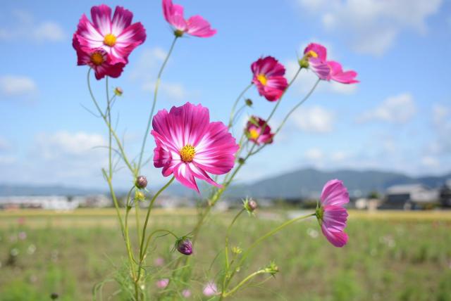 亀岡の秋の風物詩「コスモス園」オープンの画像1