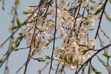 三春滝桜の画像2