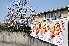 桜の画像3