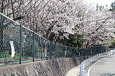 桜の画像1