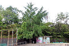 グランドのいちょうの木の画像1