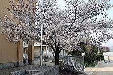 桜の画像3