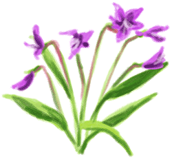 花の画像2