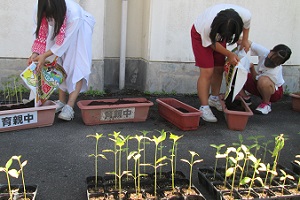 ひまわりの植え替えの写真