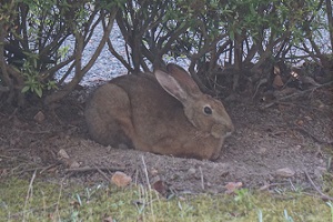 野ウサギの写真1