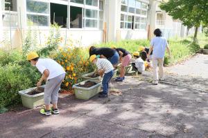 いちご苗植え