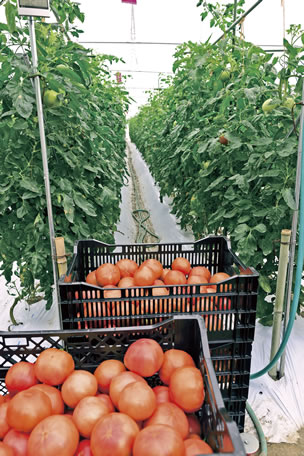 福島さんの収穫したトマトの画像