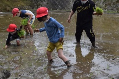 田植え中脚が抜けない1年女児の画像