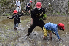 1年生を見守る6年生の田植え画像