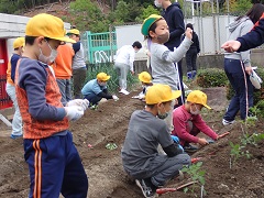 野菜の苗を植える画像