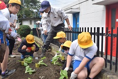 畑に野菜の苗を植える児童の画像