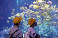 回遊魚の水槽を眺める児童の画像