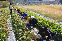 5年芋掘り