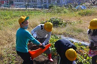 芋掘り5年