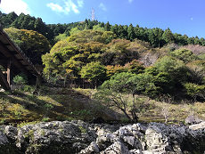 木々の風景