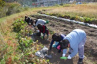 芋掘り4年