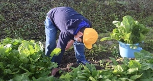 青梗菜の収穫の画像