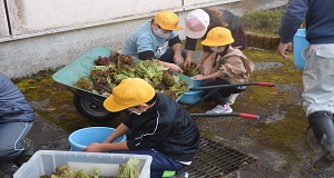 野菜を水洗いする児童の画像