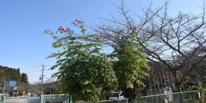 桜の木と変わらぬ皇帝ダリアの背丈の画像
