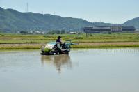 田植え