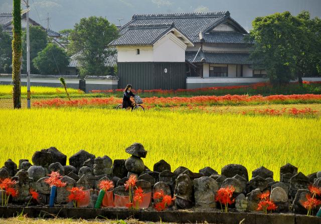 曽我部町の田園風景