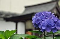 梅雨の大井神社