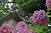 梅雨の大井神社