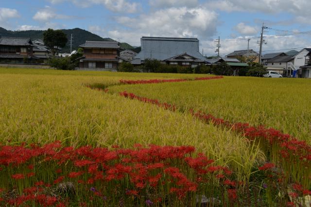 曽我部地区の画像