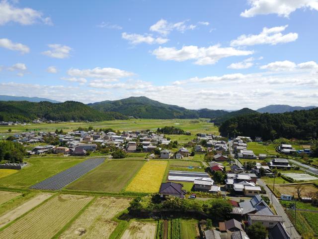 東本梅8