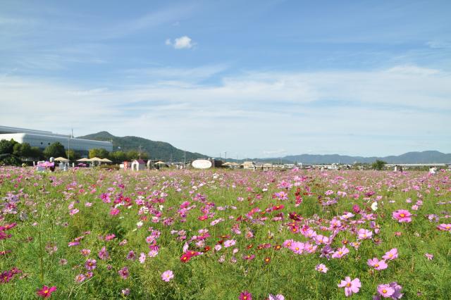 夢コスモス園の画像1