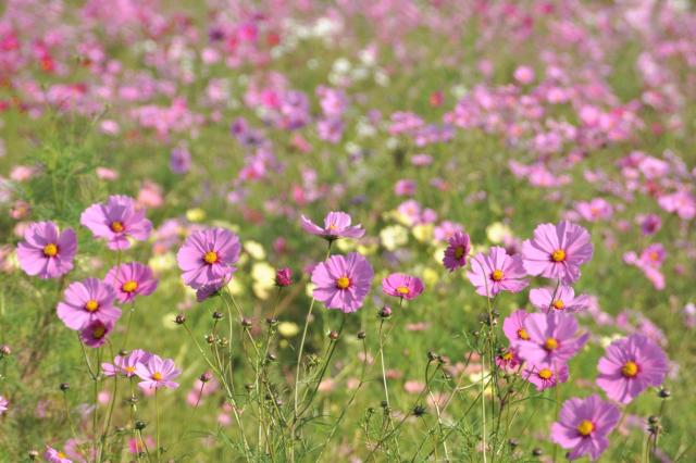 夢コスモス園の画像2