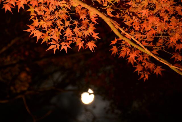 秋の夜の画像