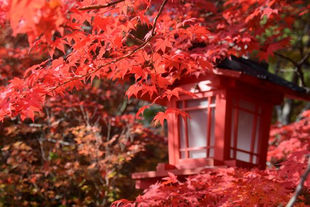 紅葉彩る境内への画像1