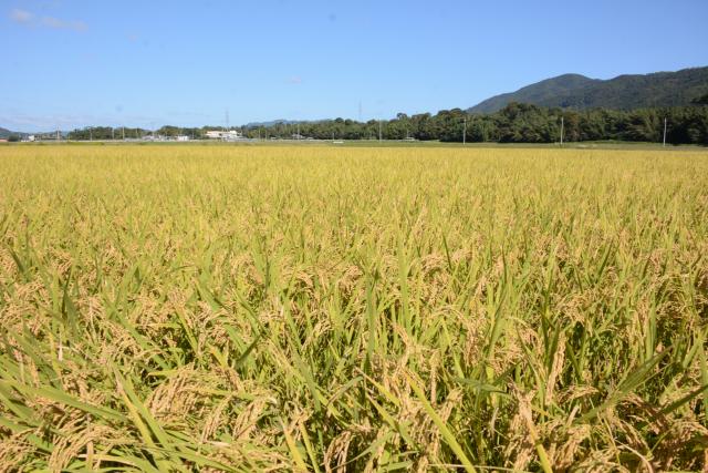 黄金色の亀岡の画像1