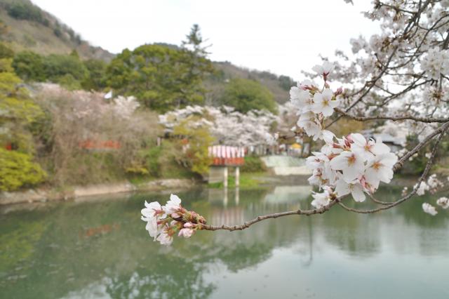 出雲大神宮の画像1