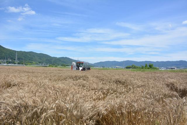 小麦の画像2