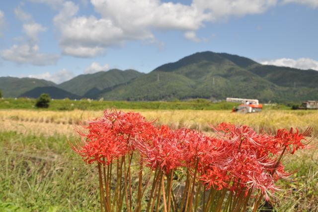 稲刈りと彼岸花の画像