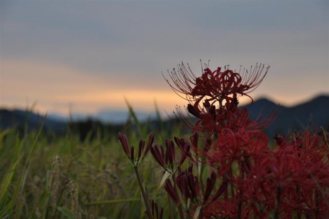 夕暮れの彼岸花の画像1